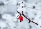 IMG 2356