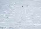 IMG 0618