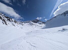 Ferret_013